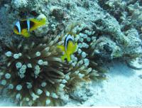 Clown anemonefish Amphiprion ocellaris 1